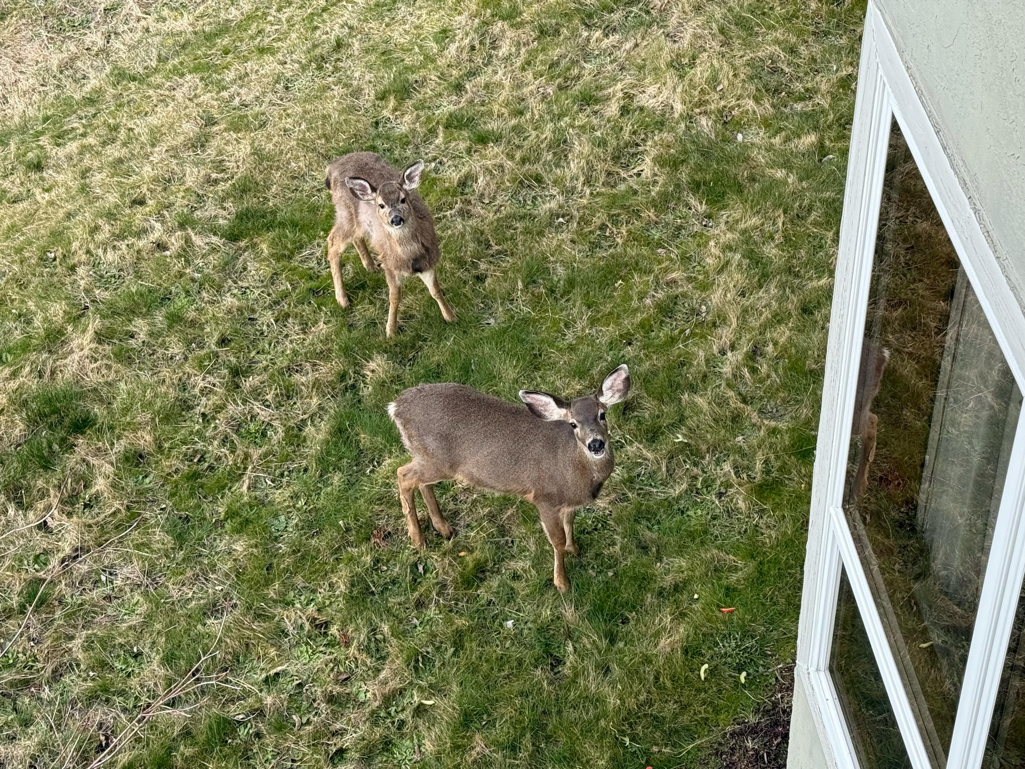 Two deer on grass, staring up at the camera